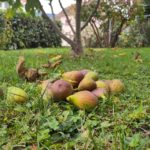 Herbst im Coworking Space Sargans